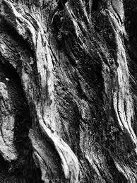 3840x2160 wallpaper windows, yellow, black, blue, green, red 4k. Hd Wallpaper Bark Tree Nature Phone Photography Iphone Photography Black And White Wallpaper Flare