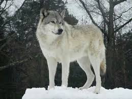 Howling Woods Farm Majestic Animals Wolf Dog Animals