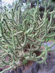 A sterilized needle will do a fantastic job of getting it out. Austrocylindropuntia Subulata Eve S Needle Cactus North Carolina Extension Gardener Plant Toolbox