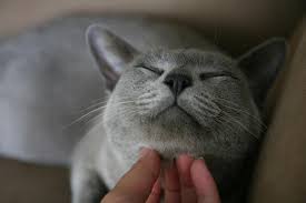 To see our burmese cat family click on the links at the top of the page. Burmese Cats Photos And Breed Information