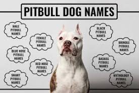 If you let the zucchini get too big, the seeds will be large and the flesh won't be quite as tender. Can Dogs Eat Zucchini How Much Zucchini Can Dogs Eat Petmoo