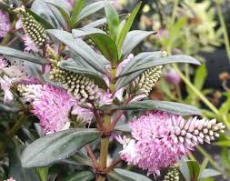 Plant bells of ireland in the garden after the last frost date in your area in average garden soil. Early Winter Flowering Plants