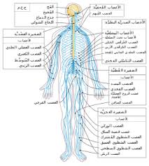 كما تختلف أعراضها بين المصابين بها، وتصنف ضمن اضطرابات الجهاز الهضمي. Ø¬Ù‡Ø§Ø² Ø¹ØµØ¨ÙŠ ÙˆÙŠÙƒÙŠØ¨ÙŠØ¯ÙŠØ§