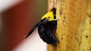 Both bees are large and colorful. Bumble Bee Carpenter Bee On Stock Footage Video 100 Royalty Free 1011990623 Shutterstock