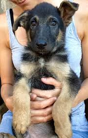 Er benötigt eine erfahrene und konsequente erziehung. Tano Schaferhund Mix Welpe
