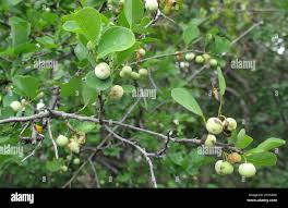 Image result for Flueggea virosa