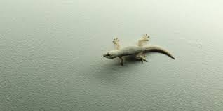 Book pest control service in mumbai now. 7 Reasons Why Lizards Keep Coming Into Your House Best Pest Control Services In Delhi Ncr