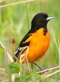 May 11, 2011 · baltimore oriole photo gallery. Baltimore Oriole Minnesota Breeding Bird Atlas