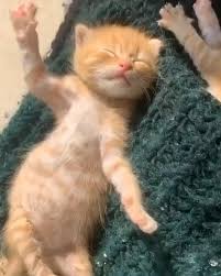 Cutest Sleepy Cat Ever Video In 2020 Cute Animals Kittens Funny Animal Videos
