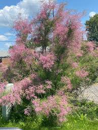 Image result for tamarix ramosissima pink cascade