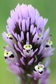 Pin On Must See Beautiful Spring Time