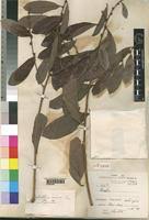 Image result for Bridelia scleroneura