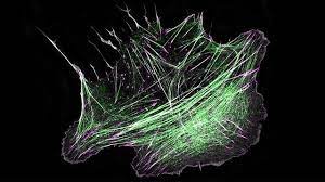 How Cells Build "Mini-Muscles" Underneath Their Nucleus | Technology  Networks