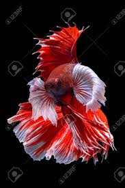 But in environments that are much more acidic than. Beautiful Moving Moment Of Red White Half Moon Elephant Ear Stock Photo Picture And Royalty Free Image Image 153689582