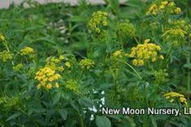 Image result for Asclepias aurea