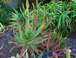 Image result for Euphorbia dawei