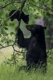 Black Bear Population By State 2019 Pin By Subwayparty On Wild Beautiful With Images Animals Beautiful Animals Wild Animals