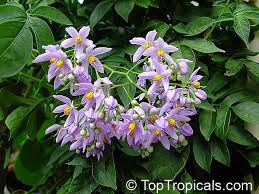 Image result for Solanum torreanum