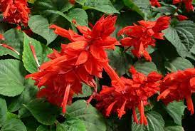 Bonfire Salvia Flowers Photo Salvia Flowers Bonfire