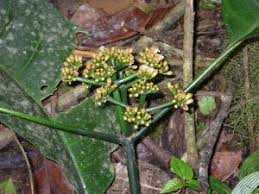 Image result for Psychotria auxopoda