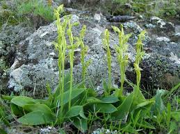 Image result for Habenaria chirensis