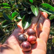 Image result for Flacourtia indica