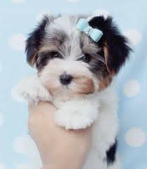 Dj 1802 Terrier Puppies Yorkshire Terrier Puppies Puppies