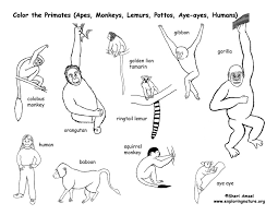Monkeys and apes are both primates, with the monkey's tail distinguishing it from apes. Primates Coloring Page