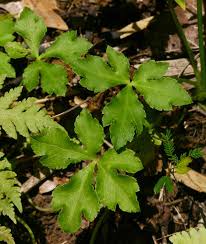 Image result for Sanicula elata