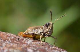 Heuschrecken im garten heuschrecken und ihre musik gehören zum sommer wie hitze und trockenheit. Tierarten Heuschrecken Deutschlands Natur