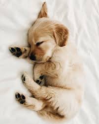 Dogie Panosundaki Pin