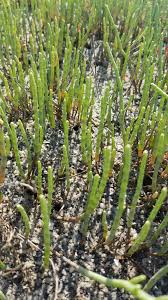 Image result for Microcharis spathulata