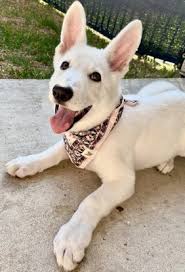 Maybe you would like to learn more about one of these? Healthy Pet 117 Photos 147 Reviews Pet Stores 4301 W William Cannon Austin Tx Phone Number