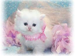 Find gifs with the latest and newest hashtags! Cute Black And White Kittens Wallpapers Wallpaper Cave