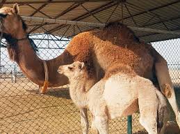 ▻ the reason for the severe punishment given to the. Saudi Arabia Video Clip Of Cafe Offering Camel Urine Goes Viral Sparks Controversy Saudi Gulf News