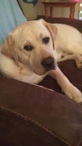 The current median price of labrador retrievers in charlotte is $825.00. English Loving Labradors Home Facebook