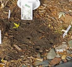 Fall Planting Milkweed Seeds 10 Simple Steps