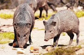 It S Nearsighted Javelina And Athletic Lizard Day Azstarnet Com Desert Animals Javelina Animal Attack