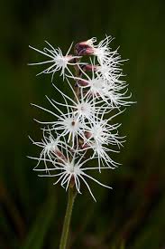 Image result for Holothrix