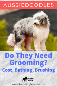 Aussie pet mobile is a quality pet grooming service that offers an exceptional full service grooming experience for your pets in a stress free environment in full comfort and safety right in your driveway. Do Aussiedoodles Need Grooming Cost Bathing And Brushing Tips Aussiedoodle Dog Business Puppy Training