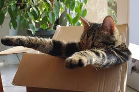 Maybe you would like to learn more about one of these? Why Do Cats Love Boxes So Much Wired