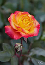 Maybe you would like to learn more about one of these? Pink Yellow Rose Hybrid Tea Roses Yellow Rose Flower Rose Flower