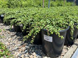 Image result for Aframomum wuerthii