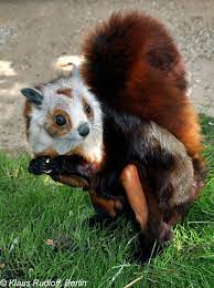Petaurista Alborufus Castaneus Chestnut Red And White Giant Flying Squirrel Cute Animals Pretty Animals Unusual Animals