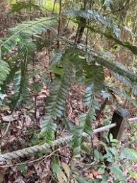 Image result for Anisophylleaceae