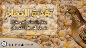 من أغذية الحمام المعروفة القمح والذرة البيضاء والدخن والعدس ويوجد في الأسواق مخلوط الحبوب وهو المفضل لتغذية الحمام بدلا من شراء كل صنف animal feed corn feeding