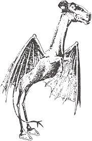 It is a very elusive cryptid that has baffled and mesmerized the public for hundreds of years. Jersey Devil Wikipedia