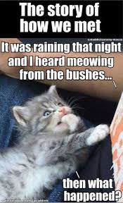 The Story Of How We Met Cats Crazy Cats Cute Funny Animals