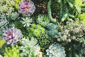 Just type in the name of the plant at the bottom, and a great photo and care. Colorado Cactus Succulent Society Home