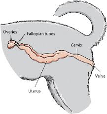 Strong female dog names that honor our female heroes. The Gonads And Genital Tract Of Dogs Dog Owners Merck Veterinary Manual